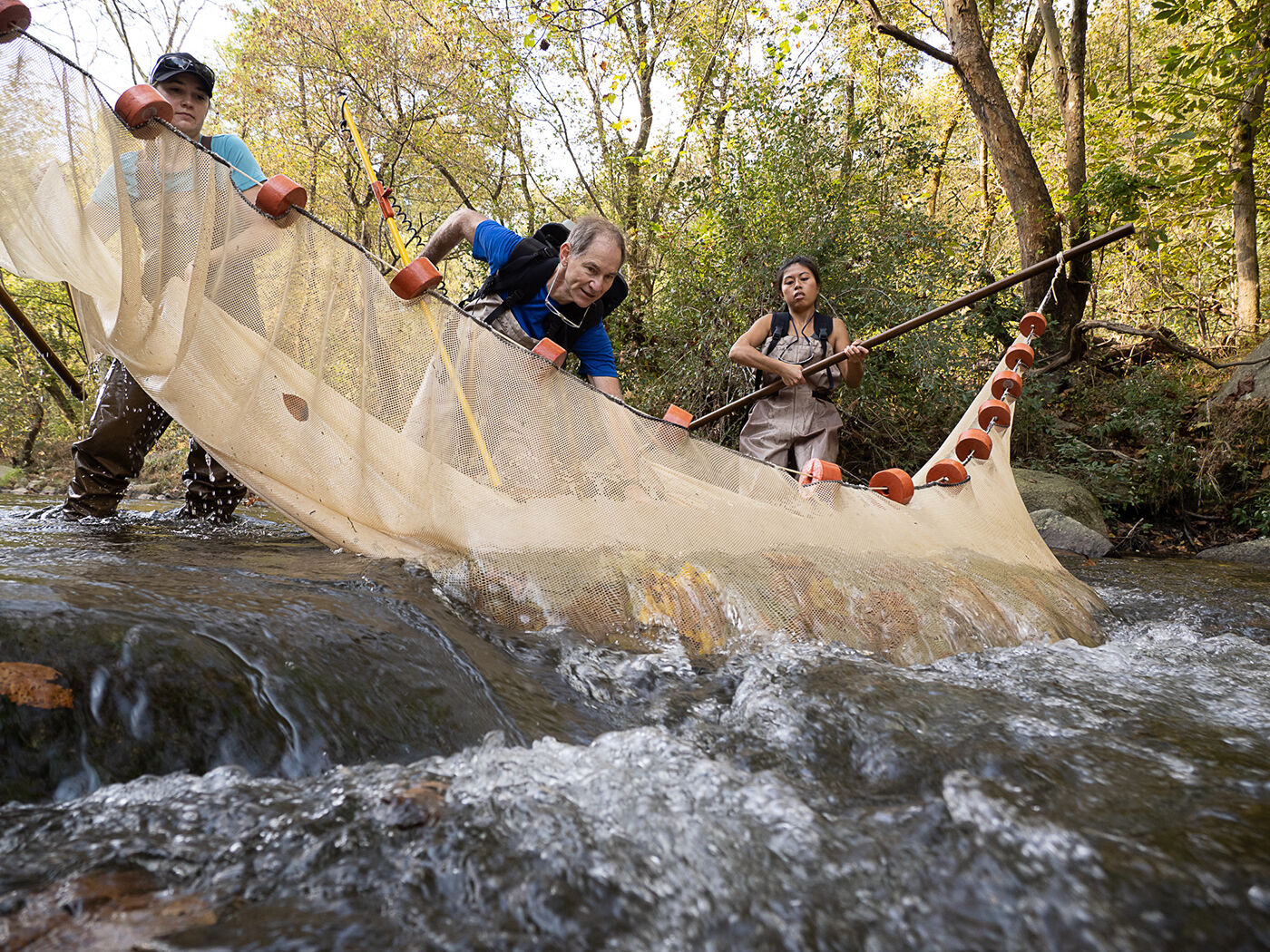 Seine net search for Maryland darter